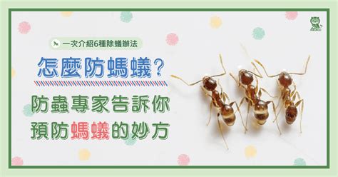 家裡有螞蟻原因|為什麼家裡有螞蟻？居家防治專家揭秘五大原因 